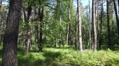 Yaz günlerinde ormandaki ağaçlar