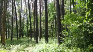 Yaz günlerinde ormandaki ağaçlar