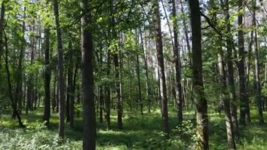 Yaz günlerinde ormandaki ağaçlar