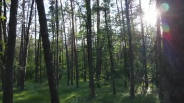 Yaz günlerinde ormandaki ağaçlar