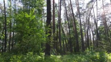 Yaz günlerinde ormandaki ağaçlar