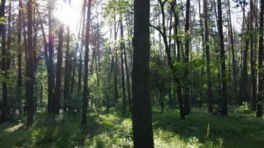 Yaz günlerinde ormandaki ağaçlar