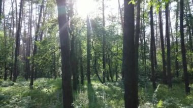 Yaz günlerinde ormandaki ağaçlar