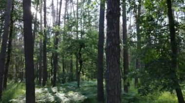 Yaz günlerinde ormandaki ağaçlar