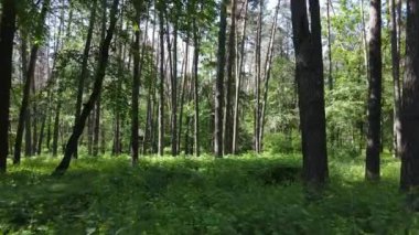 Yaz günlerinde ormandaki ağaçlar