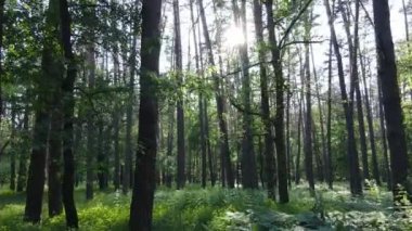 Yaz günlerinde ormandaki ağaçlar