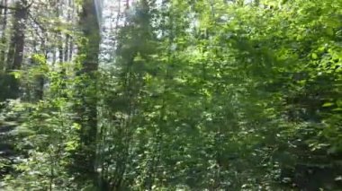 Yaz günlerinde ormandaki ağaçlar