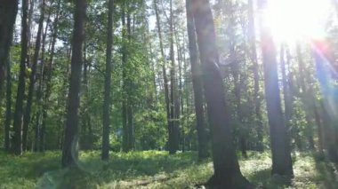 Yaz günlerinde ormandaki ağaçlar