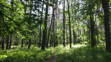 Yaz günlerinde ormandaki ağaçlar