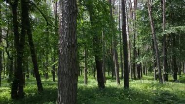 Yaz günlerinde ormandaki ağaçlar