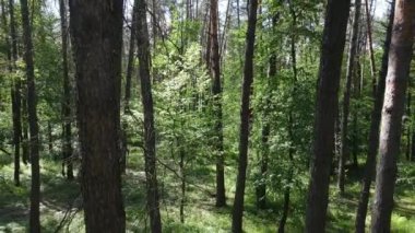 Yaz günlerinde ormandaki ağaçlar