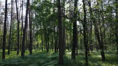 Yaz günlerinde ormandaki ağaçlar