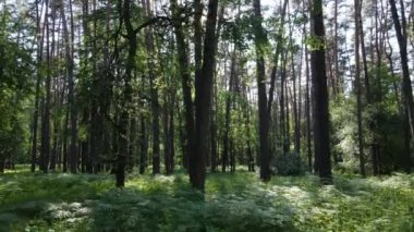 Yaz günlerinde ormandaki ağaçlar