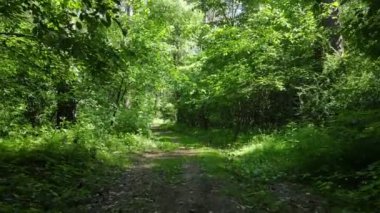 Yaz günlerinde ormandaki ağaçlar