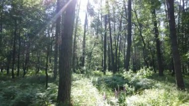 Yaz günlerinde ormandaki ağaçlar