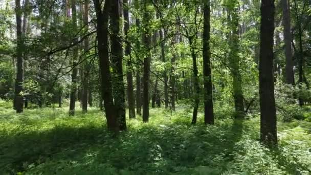 Bomen in het bos tegen de zomerdag — Stockvideo