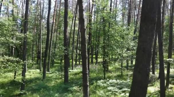 Träd i skogen efter sommardag — Stockvideo