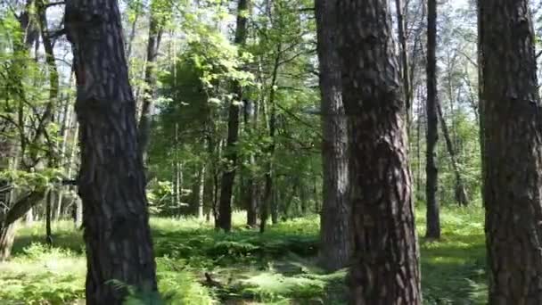 Bomen in het bos tegen de zomerdag — Stockvideo