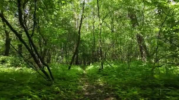 Árvores na floresta por dia de verão — Vídeo de Stock