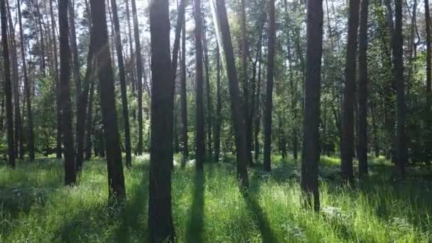 Дерева в лісі за літнім днем — стокове відео