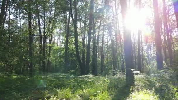 Yaz günlerinde ormandaki ağaçlar — Stok video