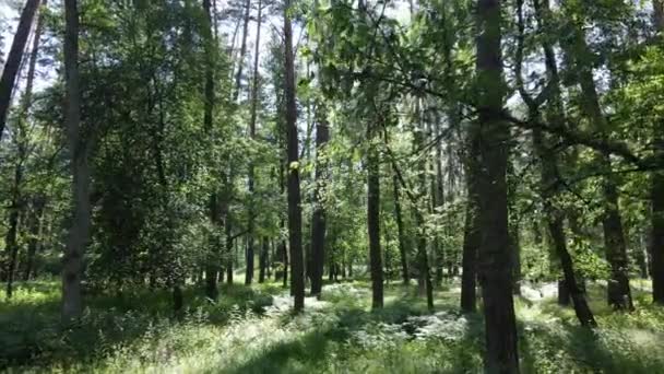 Árvores na floresta por dia de verão — Vídeo de Stock