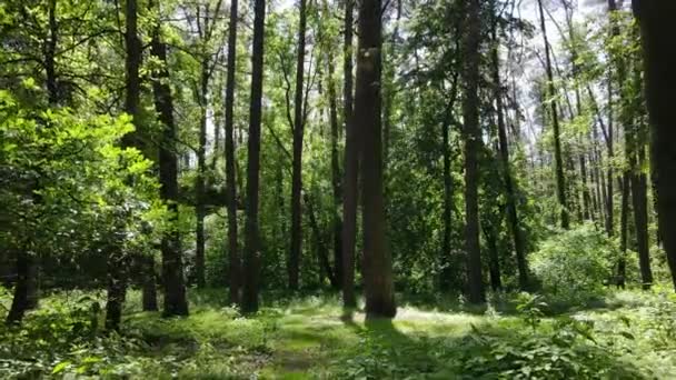 Árvores na floresta por dia de verão — Vídeo de Stock