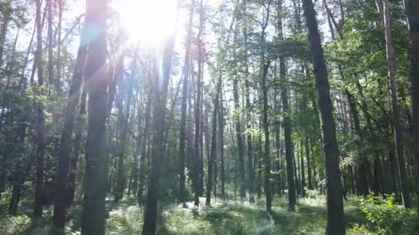 Trees in the forest by summer day — Stock Video