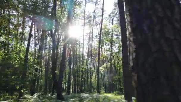 Alberi nella foresta entro il giorno d'estate — Video Stock