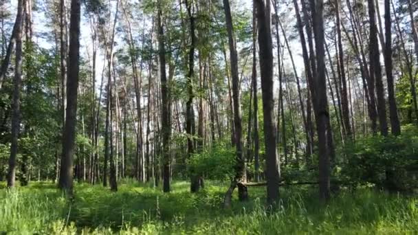 Bomen in het bos tegen de zomerdag — Stockvideo