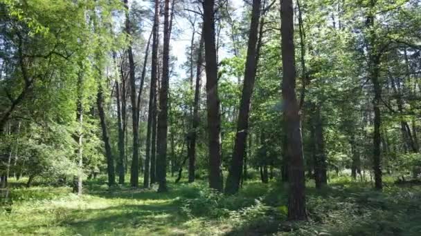 Yaz günlerinde ormandaki ağaçlar — Stok video