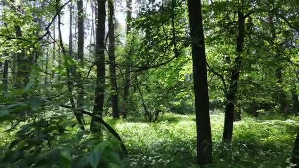 ต้นไม้ในป่าในวันฤดูร้อน — วีดีโอสต็อก