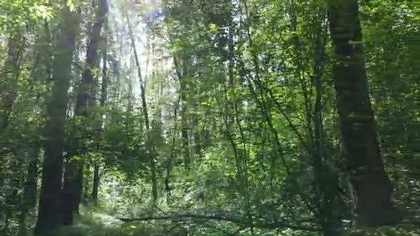 Árboles en el bosque por el día de verano — Vídeos de Stock