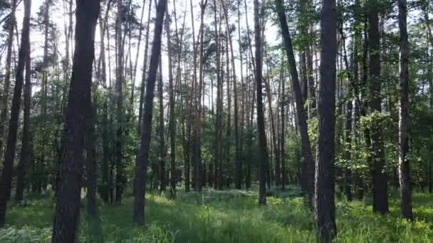 Bäume im Wald an Sommertagen — Stockvideo