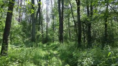 Yaz günlerinde ormandaki ağaçlar