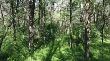 Yaz günlerinde ormandaki ağaçlar