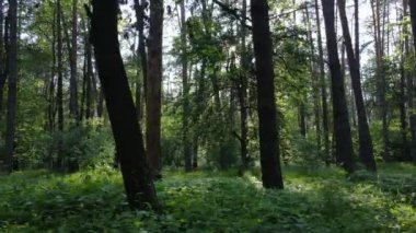 Yaz günlerinde ormandaki ağaçlar