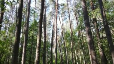 Yaz günlerinde ormandaki ağaçlar