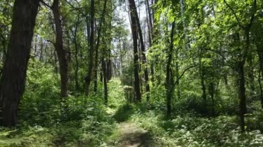 Yaz günlerinde ormandaki ağaçlar