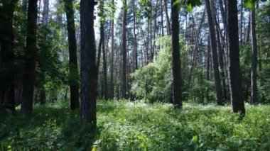 Yaz günlerinde ormandaki ağaçlar