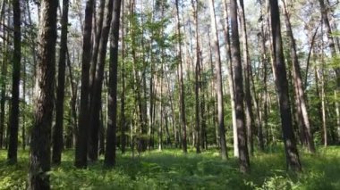 Yaz günlerinde ormandaki ağaçlar