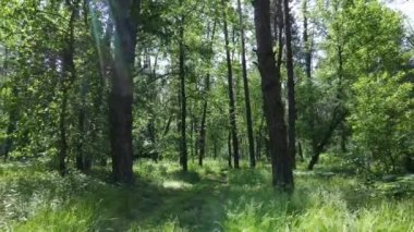 Yaz günlerinde ormandaki ağaçlar
