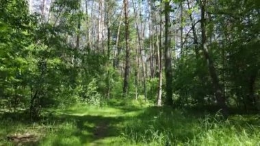 Yaz günlerinde ormandaki ağaçlar