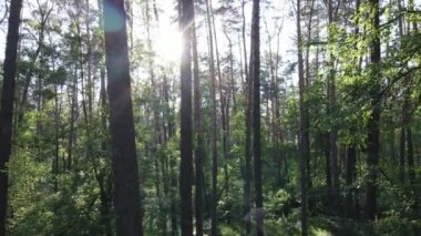 Yaz günlerinde ormandaki ağaçlar