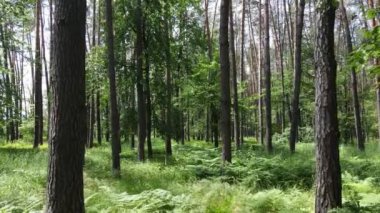 Yaz günlerinde ormandaki ağaçlar