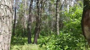 Yaz günlerinde ormandaki ağaçlar