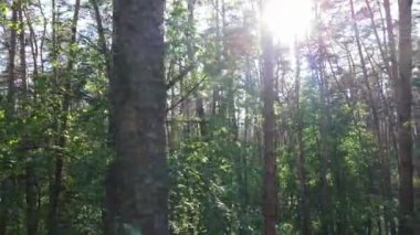 Yaz günlerinde ormandaki ağaçlar