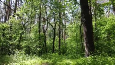 Yaz günlerinde ormandaki ağaçlar