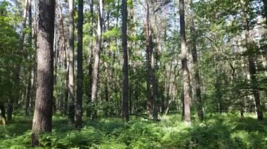 Yaz günlerinde ormandaki ağaçlar