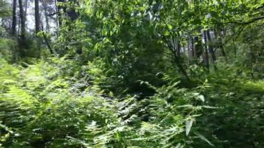 Yaz günlerinde ormandaki ağaçlar